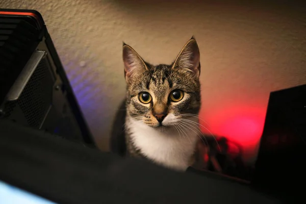 Vista dall'alto a un gatto spogliato grigio seduto su un tavolo. Il gatto sta guardando la macchina fotografica . — Foto Stock