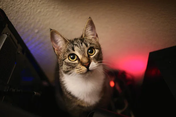 Bir masada oturan gri soyulmuş kedi yukarıdan görüntüleyin. Kedi kameraya bakıyor.. — Stok fotoğraf