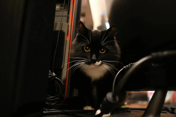 Gato preto despojado sentado em uma mesa. O gato está olhando para a câmera . — Fotografia de Stock