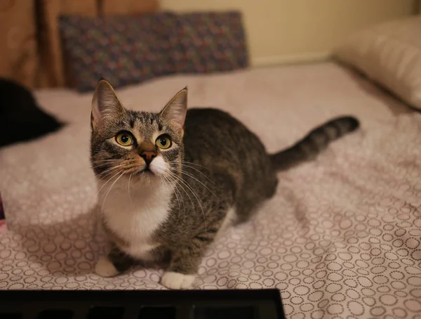 Odada bir yatakta oturan çizgili kedi. Güzel desenleri ile gri kedi. — Stok fotoğraf