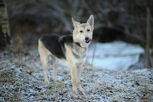 冬の野原を歩く幸せな赤毛のモングレル犬の肖像画. — ストック写真