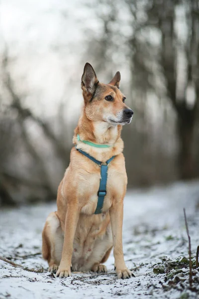 Portré boldog vörös hajú Mongrel kutya séta a téli területen. — Stock Fotó