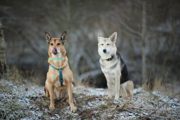 겨울 필드의 초원에 앉아있는 두 마리의 강아지의 초상화. — 스톡 사진