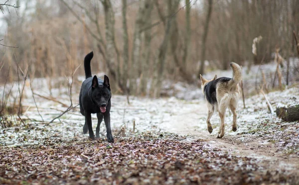 Dois cães de raça mista que andam em um prado no outono frio — Fotografia de Stock