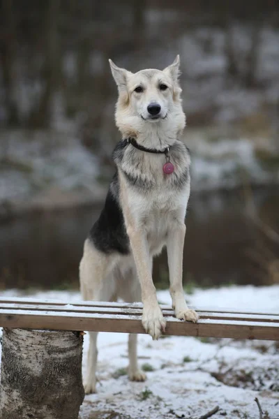 Retrato de lindo perro husky de raza mixta paseando en el prado de invierno . —  Fotos de Stock