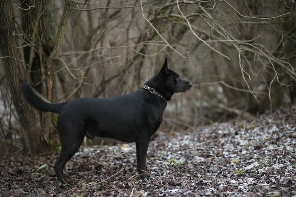 Retrato de lindo perro negro de raza mixta paseando en el prado de invierno . —  Fotos de Stock