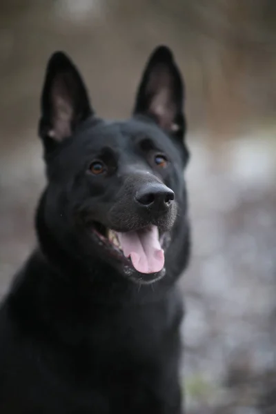 Portré aranyos vegyes fajta fekete kutya gyaloglás a téli rét. — Stock Fotó