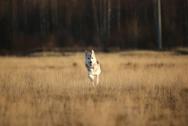 晴れた秋の野原を歩く幸せなモングレル犬の肖像. — ストック写真