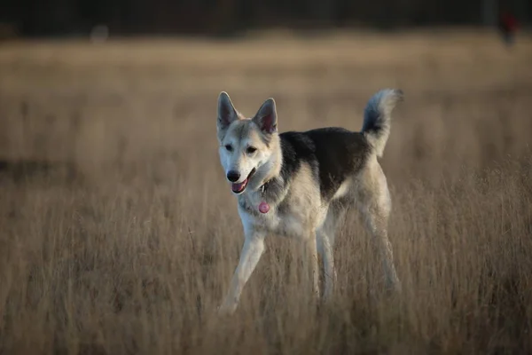 Porträtt av Happy mongrel hund som går på soliga höst fältet. — Stockfoto