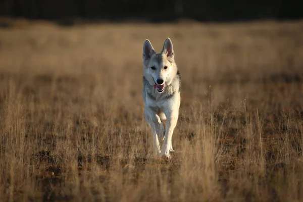 Portrait of happy mongrel dog walking on sunny autumn field. — Stock Photo, Image