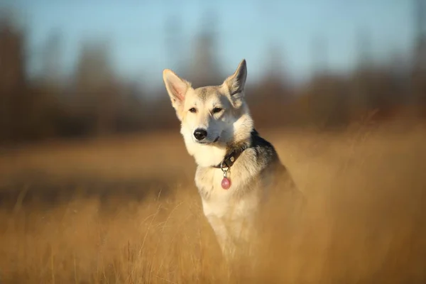 Porträtt av Happy mongrel hund som går på soliga höst fältet. — Stockfoto
