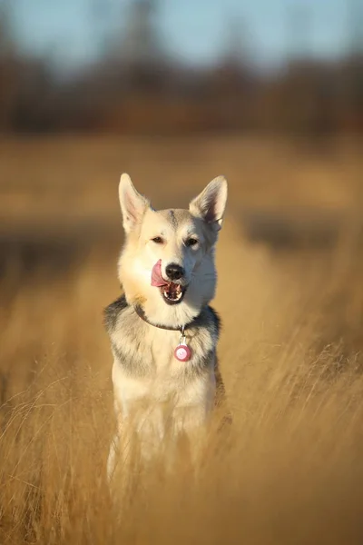 Porträtt av Happy mongrel hund som går på soliga höst fältet. — Stockfoto