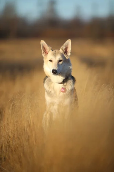 晴れた秋の野原を歩く幸せなモングレル犬の肖像. — ストック写真