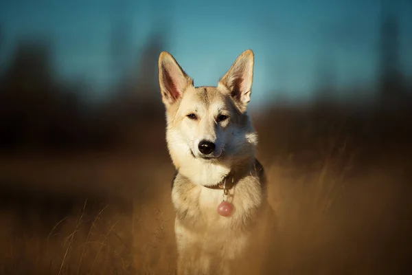 在阳光明媚的秋野中漫步的快乐蒙古狗的肖像. — 图库照片