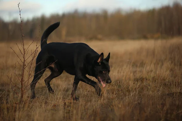 Retrato de lindo perro negro de raza mixta caminando en el prado soleado . — Foto de Stock