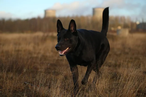 Retrato de lindo perro negro de raza mixta caminando en el prado soleado . —  Fotos de Stock