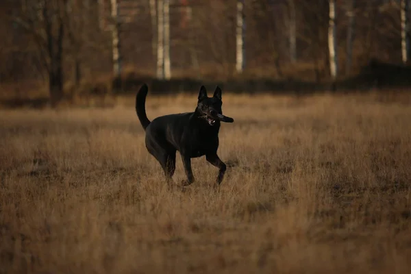 Retrato de raça mista bonito cão preto andando no prado ensolarado . — Fotografia de Stock