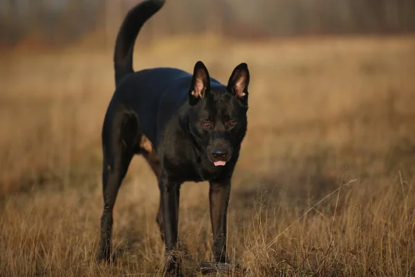 Güneşli çayırda yürüyen sevimli karışık cins siyah köpek Portresi. — Stok fotoğraf