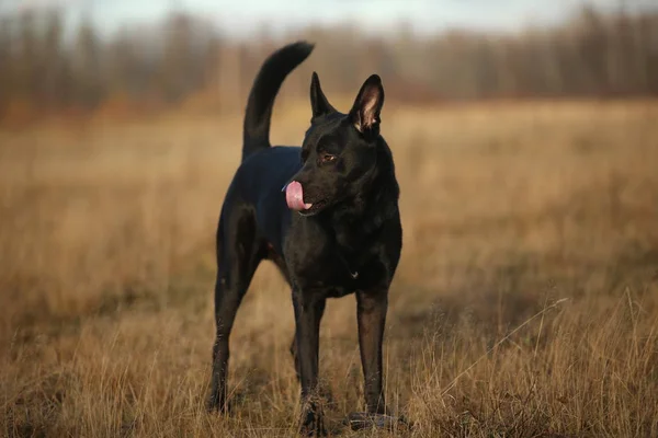 Portrait of cute mixed breed black dog walking on sunny meadow. — Stock Photo, Image