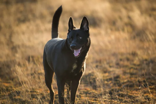 Retrato de raça mista bonito cão preto andando no prado ensolarado . — Fotografia de Stock