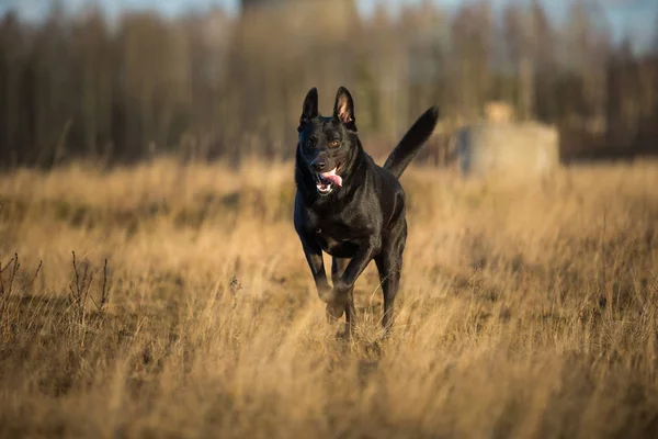 Ritratto di simpatico cane nero di razza mista che cammina sul prato soleggiato . — Foto Stock