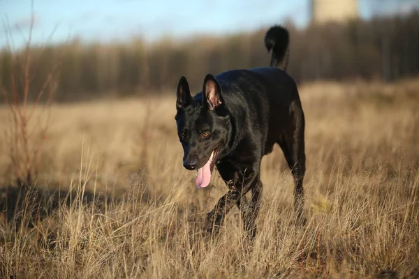 Portrait de chien noir de race mixte mignon marchant sur la prairie ensoleillée . — Photo