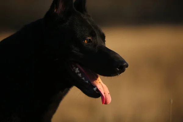 Güneşli çayırda yürüyen sevimli karışık cins siyah köpek Portresi. — Stok fotoğraf