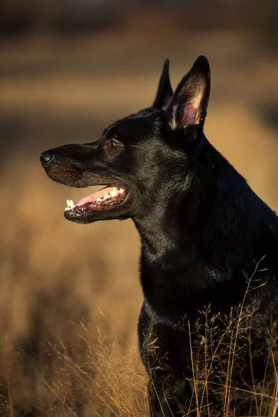 Porträtt av söt blandad ras svart hund går på solig äng. — Stockfoto