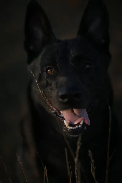 Retrato de lindo perro negro de raza mixta caminando en el prado soleado . —  Fotos de Stock