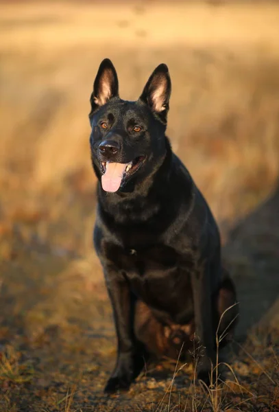 Portrait of cute mixed breed black dog walking on sunny meadow. — Stock Photo, Image