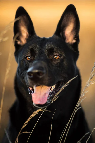 Güneşli çayırda yürüyen sevimli karışık cins siyah köpek Portresi. — Stok fotoğraf