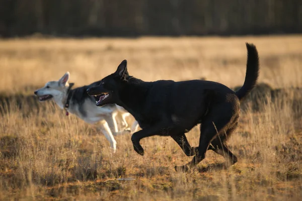 가을 초원에 걷는 두 귀여운 혼합 품종 검은 개. — 스톡 사진