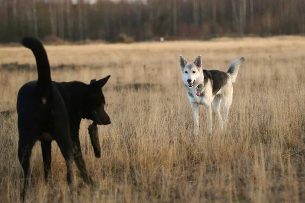 Dos lindos perros negros de raza mixta caminando en el prado de otoño . —  Fotos de Stock