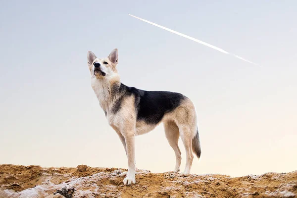 Πορτρέτο του χαριτωμένο αναμεμειγμένο φυλή χάσαν σκυλιά βόλτες στο φθινόπωρο λιβάδι — Φωτογραφία Αρχείου