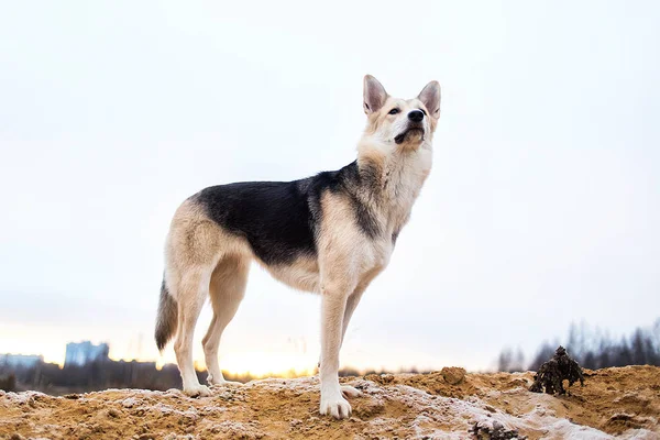 Portrait of cute mixed breed husky dog walks on autumn meadow — Stock Photo, Image