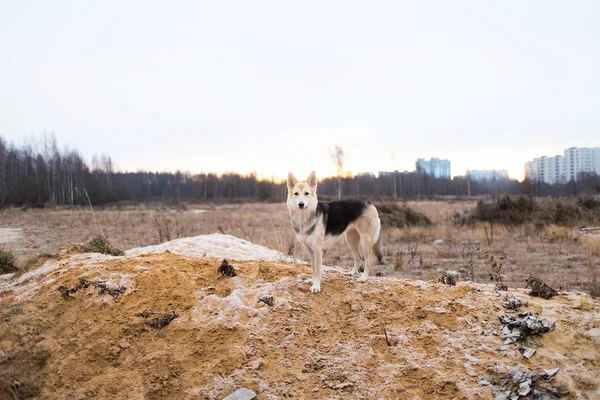 Портрет милої змішаної породи хаскі собаки гуляє на осінньому лузі — стокове фото