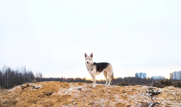 Портрет милої змішаної породи хаскі собаки гуляє на осінньому лузі — стокове фото
