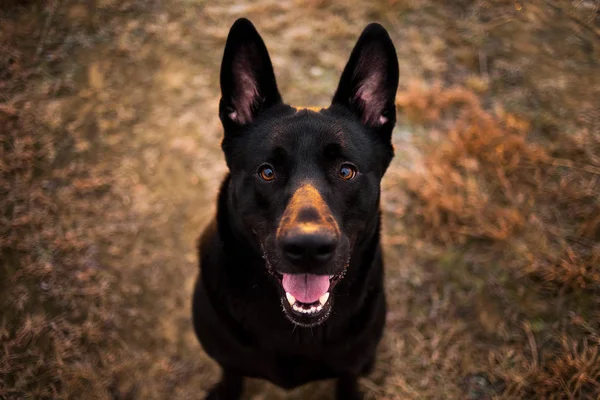 Porträtt av söt blandad ras svart hund går på höst ängen. — Stockfoto