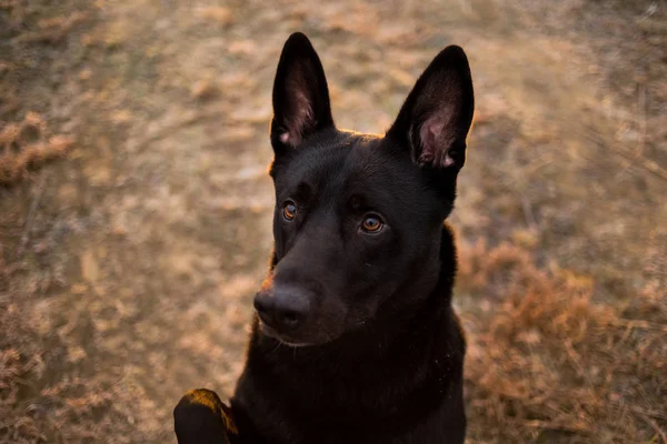 Ritratto di simpatico cane nero di razza mista che cammina sul prato autunnale . — Foto Stock