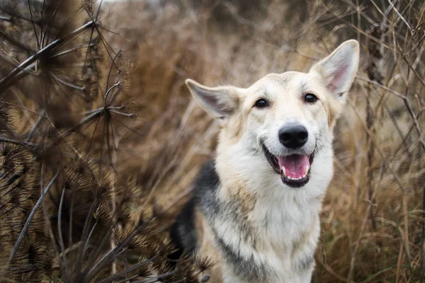 Portret cute rasy mieszane Husky pies spacery na jesiennej łące — Zdjęcie stockowe