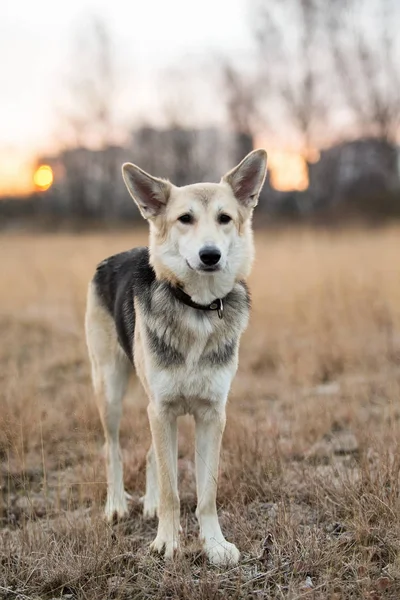 Portrait of cute mixed breed husky dog walks on autumn meadow — Stock Photo, Image