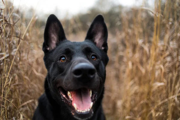 Sonbahar çayırında yürüyen sevimli karışık cins siyah köpek portresi. — Stok fotoğraf