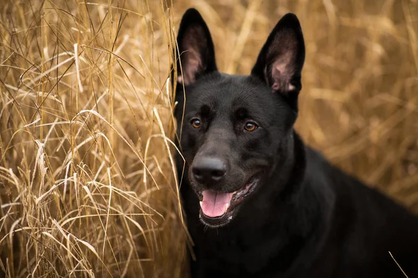 Sonbahar çayırında yürüyen sevimli karışık cins siyah köpek portresi. — Stok fotoğraf