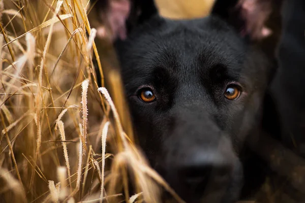 Porträtt av söt blandad ras svart hund går på höst ängen. — Stockfoto