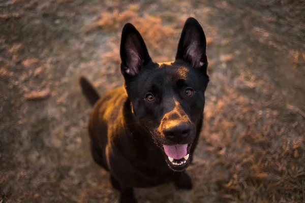Portret cute rasy mieszanej czarny pies chodzenie na jesiennej łące. — Zdjęcie stockowe