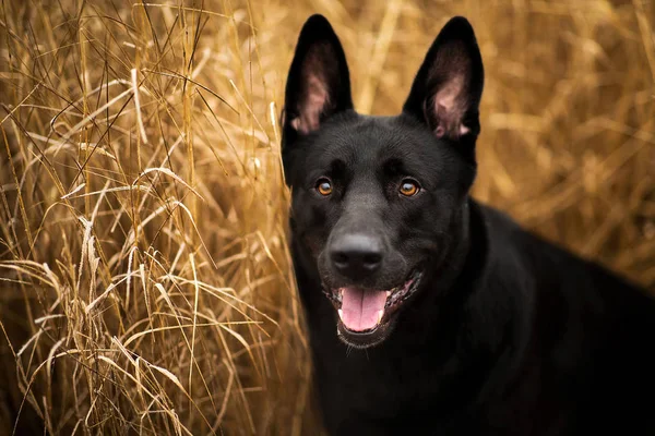 Portré aranyos vegyes fajta fekete kutya séta ősszel rét. — Stock Fotó