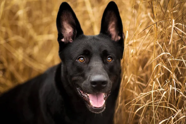 Portré aranyos vegyes fajta fekete kutya séta ősszel rét. — Stock Fotó