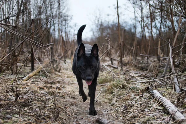 Porträtt av söt blandad ras svart hund går på höst ängen. — Stockfoto