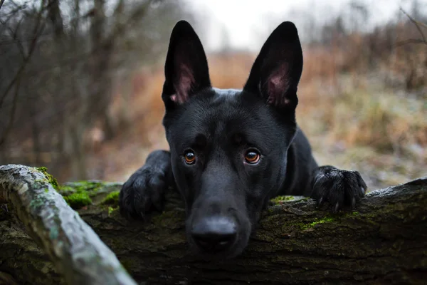 Портрет милой смешанной породы черная собака ходит по осеннему лугу . — стоковое фото