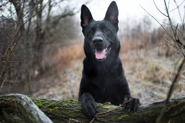 Sonbahar çayırında yürüyen sevimli karışık cins siyah köpek portresi. — Stok fotoğraf